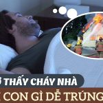 Mơ thấy ngỗng có ý nghĩa gì? Thử vận may với con số mấy?